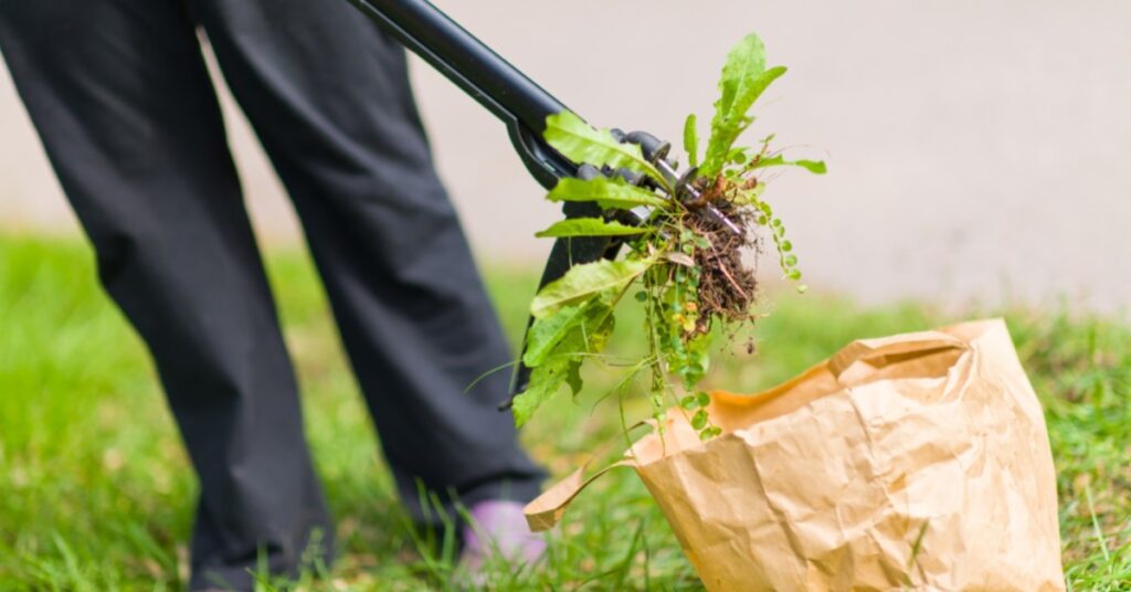 weed control services from personal lawn care memphis